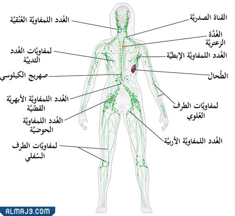  ما هي الغدد اللمفاوية