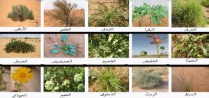 أبرز النباتات التي تنمو في الصحراء