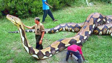 أضخم الثعابين في العالم