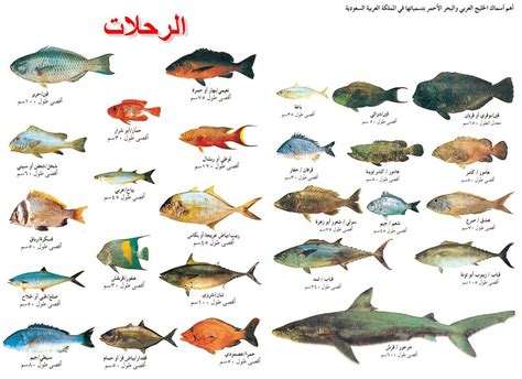 أنواع الأسماك
