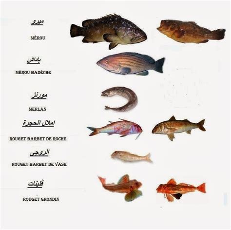 أنواع الأسماك المصرية pdf