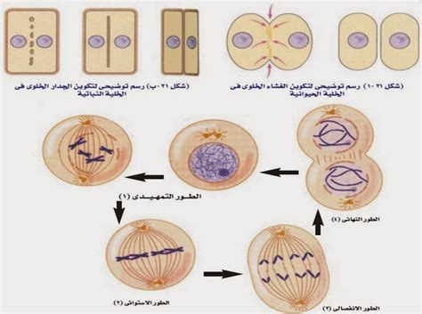أنواع الانقسام للخلايا