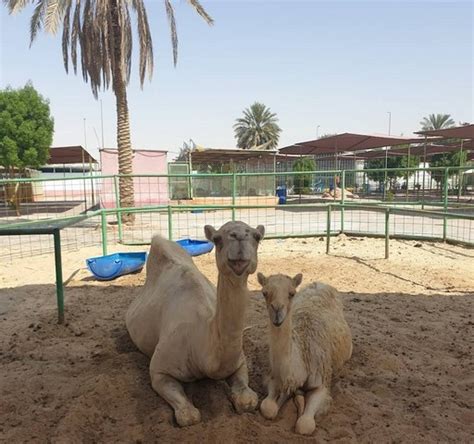 افضل حديقة حيوان في السعودية 2022
