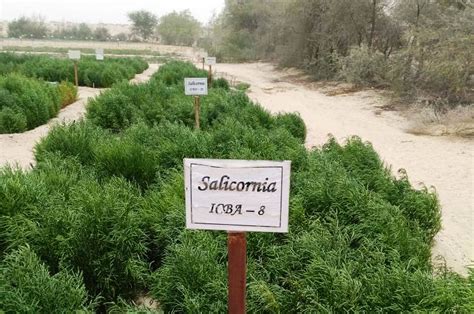 اقتصاديات زراعة الساليكورنيا في مصر pdf