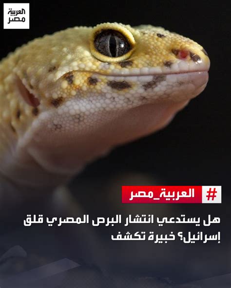 البرص صديق للبيئة