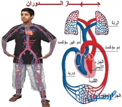 الجهاز الذي يتحكم في جميع أجهزة الجسم هو