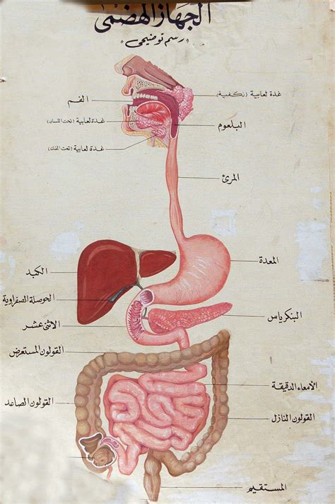 الجهاز الهضمي