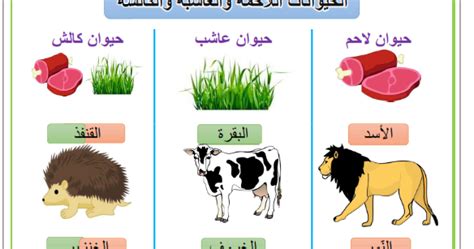 الحيوانات التي تتغذى على النباتات والحيوانات هي