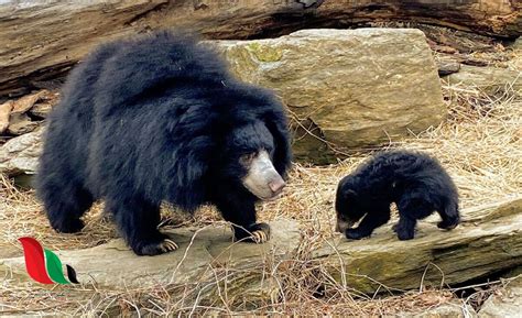 الدب الكسلان رغم تشابهه مع أفراد الجنس ursus وهما الدب