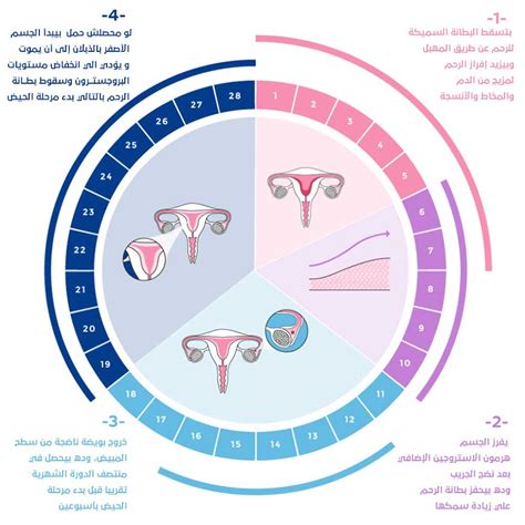 الدورة الشهرية