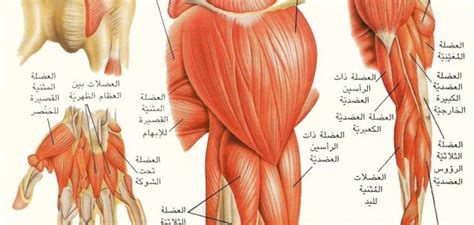 العضلات عند النساء