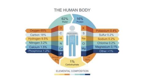 العناصر الكيميائية في جسم الإنسان