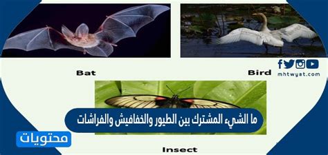 العوامل المشترك للفراشات والطيور والخفافيش