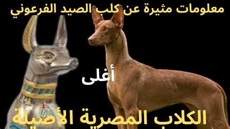 الكلب الفرعوني