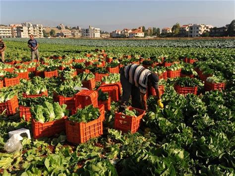المحاصيل الزراعية فى مصر pdf