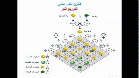 الوراثة المندلية