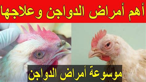 امراض الدجاج وعلاجها بالصور pdf