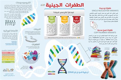 انواع الطفرات علي المستوي الجيني والكروموسومي pdf