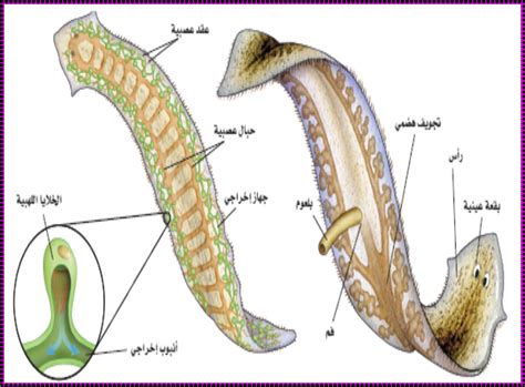 بحث الديدان المفلطحة pdf