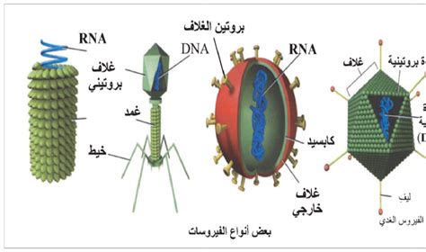 بحث عن الفيروسات في علم الاحياء pdf