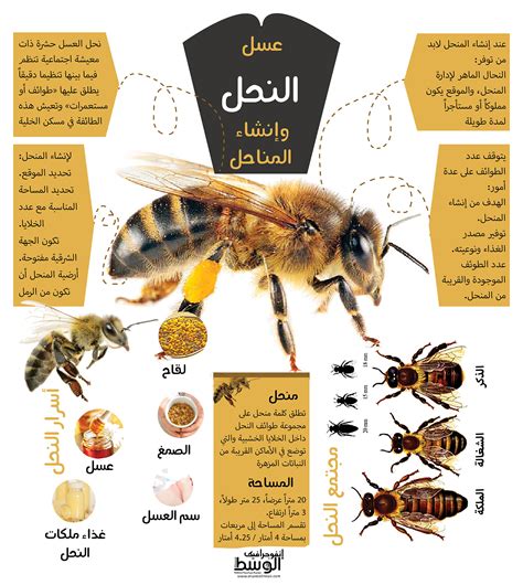 بحث عن النحل والزنابير pdf
