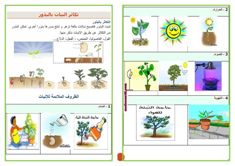 بحث عن جزيرة النباتات pdf