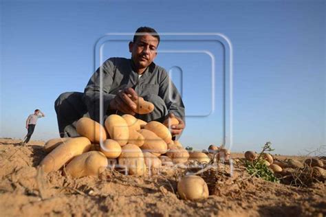 بحث عن مشكلة تسويق محصول البطاطس فى مصر pdf