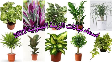 بحث عن نباتات الزينة pdf ويكيبيديا