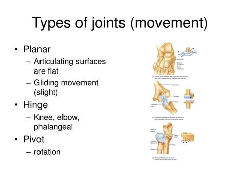 بحث عن movements and joints pdf