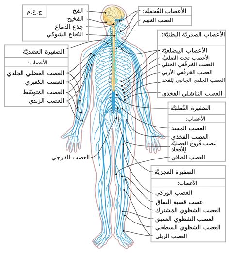 بحث كامل عن الجهاز العصبي pdf