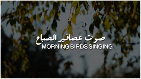 تحميل صوت عصافير الصباح