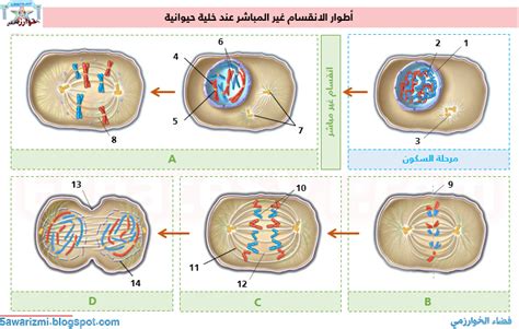 تحميل عرض شفوي عن اهمية الانقسام غير مباشر