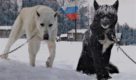 تحميل فلم russian dogs من ماي أي جي