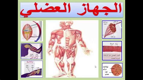 تحميل كتاب مصور في تربية عضلات الجسم