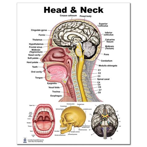تحميل كتاب head and neck anatomy