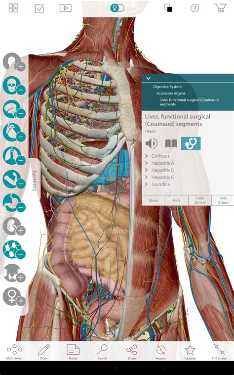 تحميل atlas of human anatomy