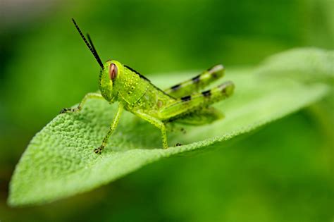 تحميل grasshopper