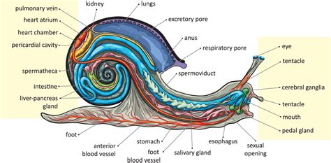 تحميل snail anatomy