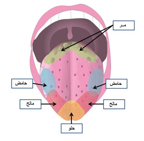 تذوق