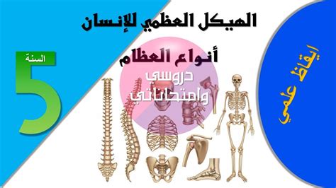 تطور العظام