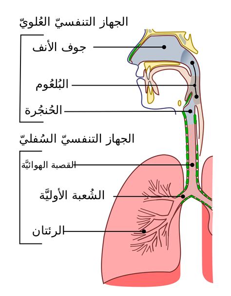 تعريف الجهاز التنفسي pdf