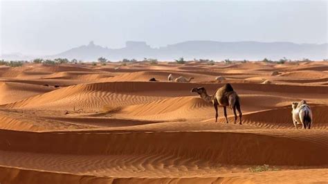 تمتد على شكل قوس في الجهة الشمالية والشرقية لوطني المملكة العربية السعودية هي