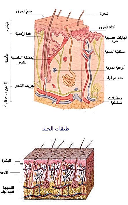 حل سؤال البشرة هي الطبقة السطحية للجلد ، يتكون جسم الإنسان من عدد كبير من الأعضاء وكل عضو مسؤول عن وظيفة معينة، ومن أهم هذه