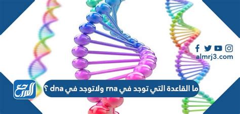 حل سؤال ما القاعدة التي توجد في rna ولاتوجد في dna، مرحبا بك عزيزى الزائر في مقال جديد على موقع الخليج برس سنتحدث فيه عن حل سؤال ما القاعدة