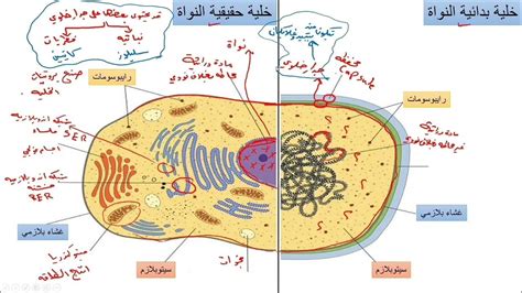 خلايا بداىية النواة