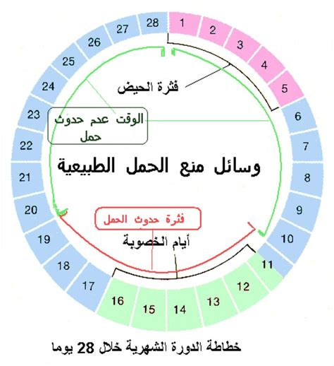 دورة اللولب pdf