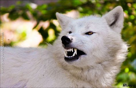 ذئب أبيض يهاجمني