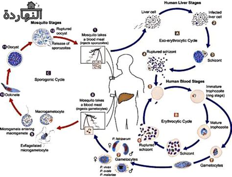 رسم دورة حياة الملاريا pdf