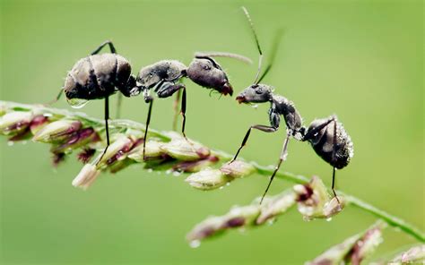 صور نمل خلفيات نمل ومعلومات غريبه عنه، حيث يعتبر النمل من أهم أشكال الحشرات التي انتشرت في كل البيئات المختلفة على مستوى
