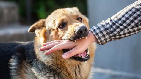 طرق علاج عضة الكلب في المنزل ، يتعرض عدد كبير من الافراد لعض الحيوانات بشكل متكرر حيث يتعرض الاطفال للعض بشكل أكبر من الكبار بواسطة الكلاب